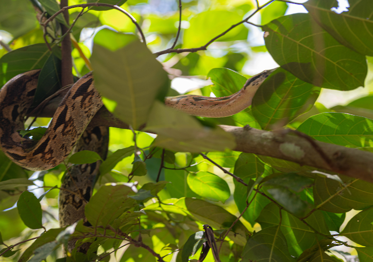 Fauna_Madagascar (8)