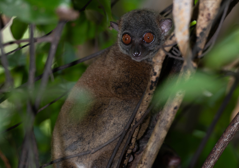 Fauna_Madagascar (9)