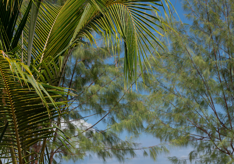 Landscape Nosy Be (5 di 18)