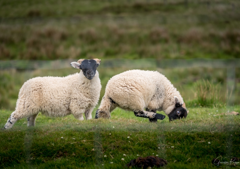 Scottish Landscape  (13)