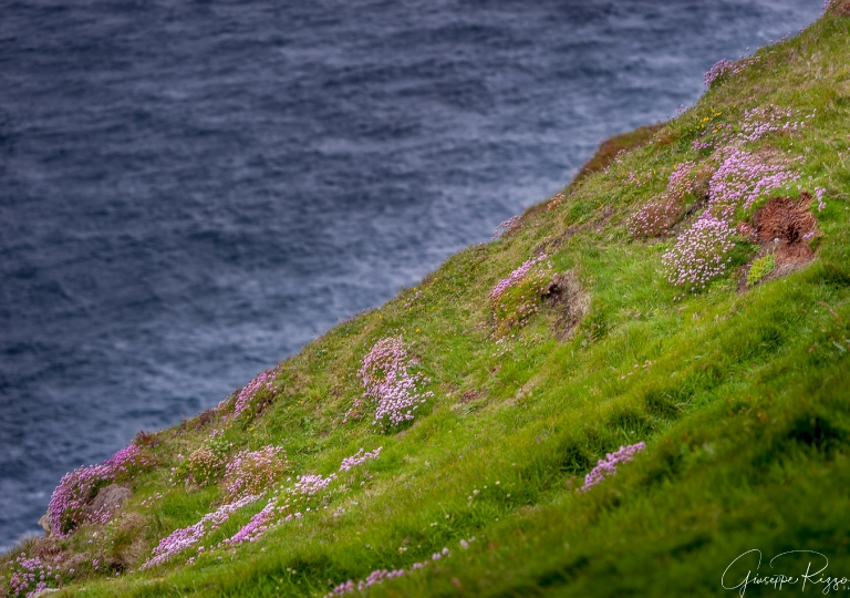 Scottish Landscape  (5)